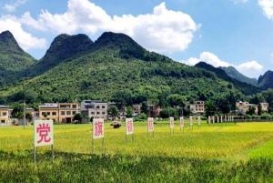 广西阳朔县福利镇道山生态稻田喜获丰收